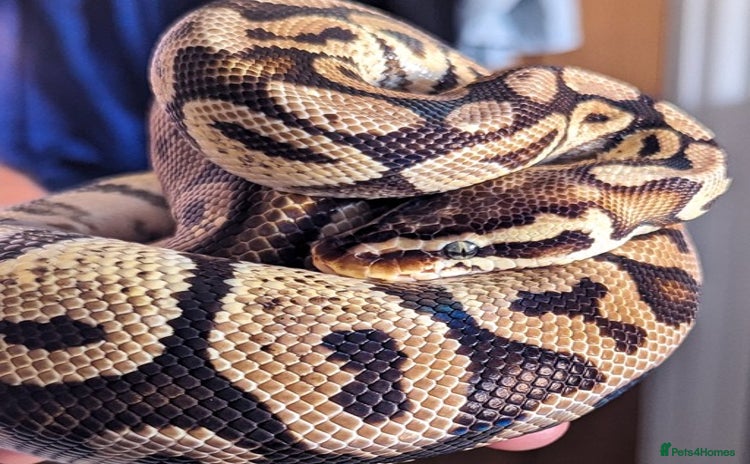 Python Snake reptiles - Advert 4