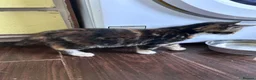 Mixed Breed cats for sale: Three friendly kittens  - Advert 7