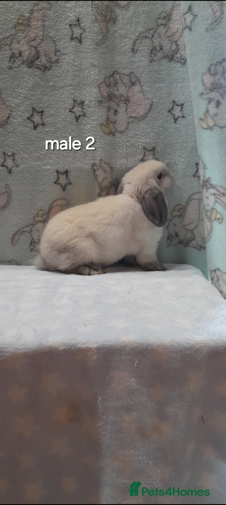 Mini Lop rabbits Gorgeous purebred mini lops  - Advert 2