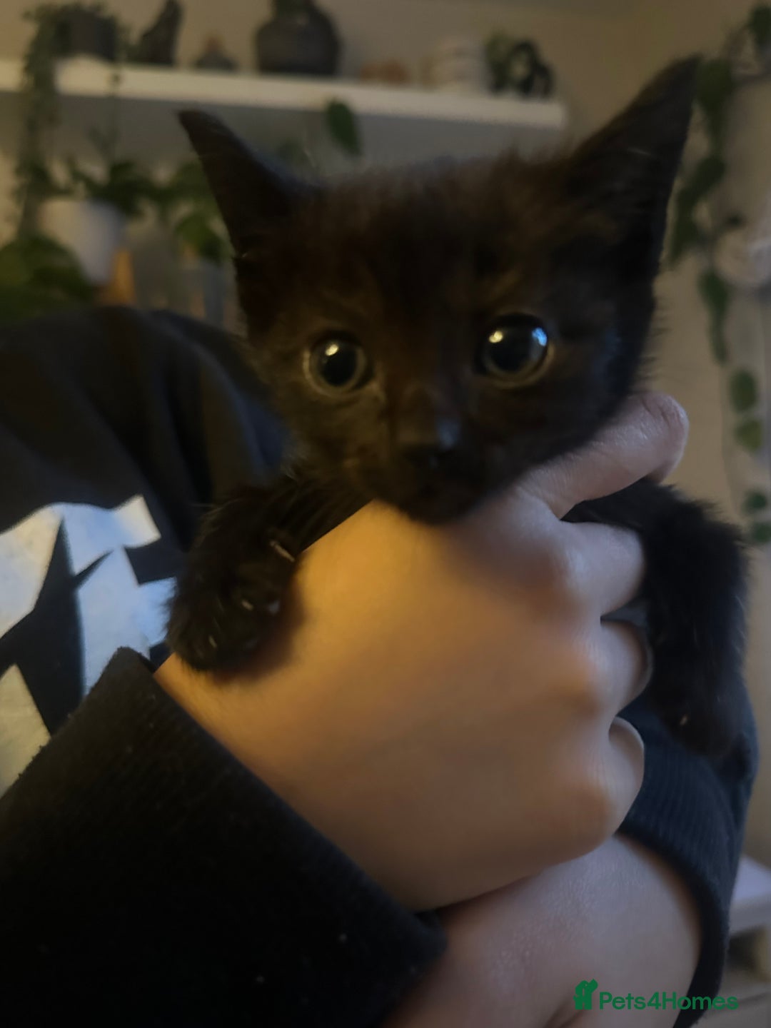 Mixed Breed cats for sale: 3 Beautiful Kittens Remaining  - Image 10