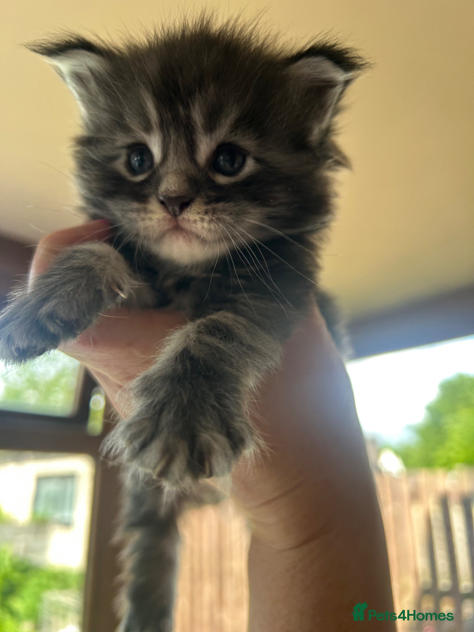 Maine Coon cats for sale: 6 Maine coon kittens for sale  in Brechin - Advert 7