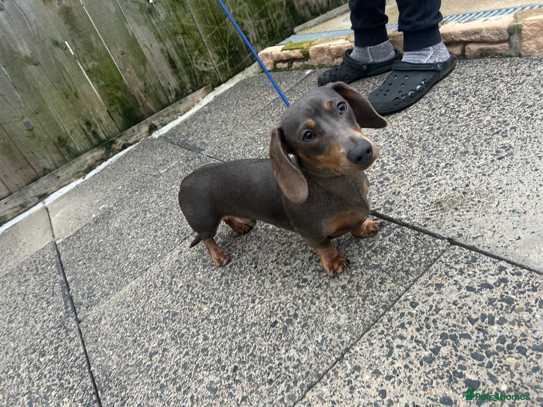 Miniature Dachshund dogs for sale: two beautiful miniature dachshunds for sale - Advert 4