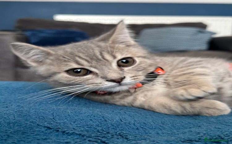 British Shorthair cats - Advert 7