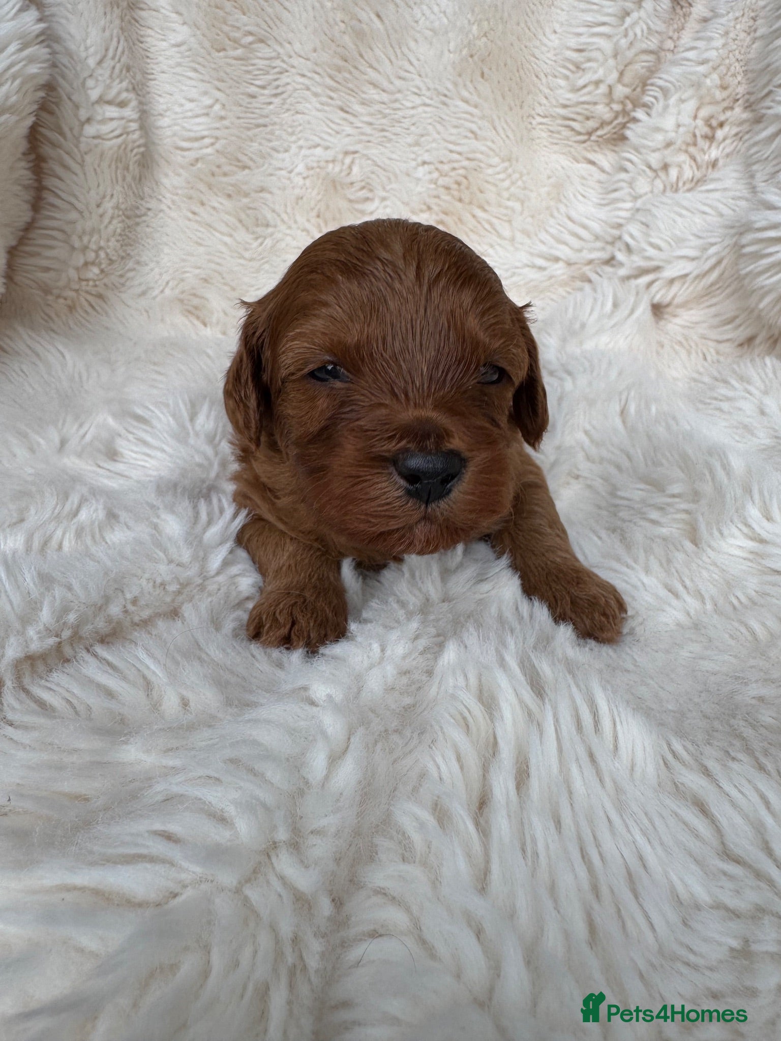 Cavapoo dogs Cavapoo F1b Stunning Puppies (Male) - Advert 13