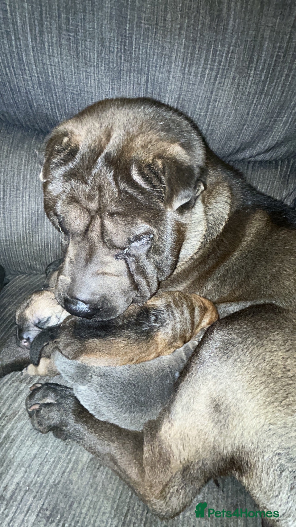 Shar Pei dogs Lovely SharpEis ready to go  - Advert 5