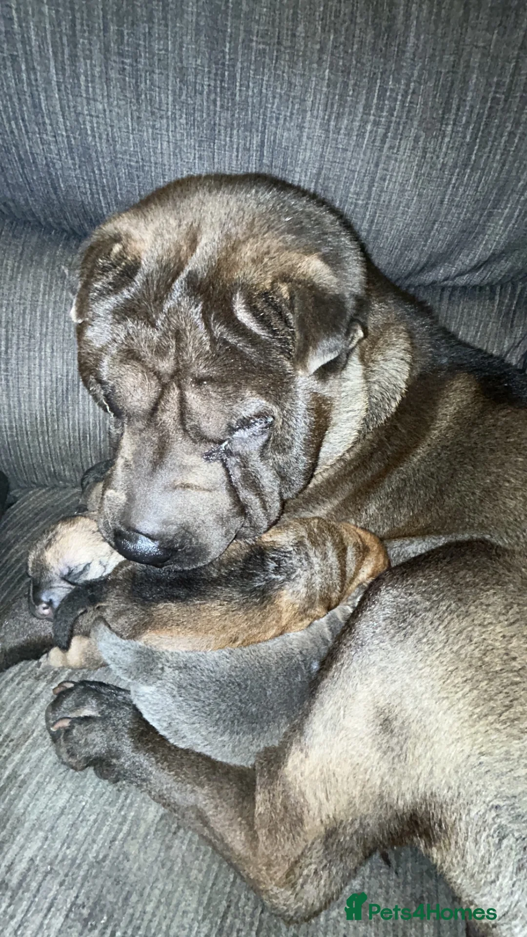 Shar Pei dogs for sale: Lovely SharpEis ready to go  - Advert 1
