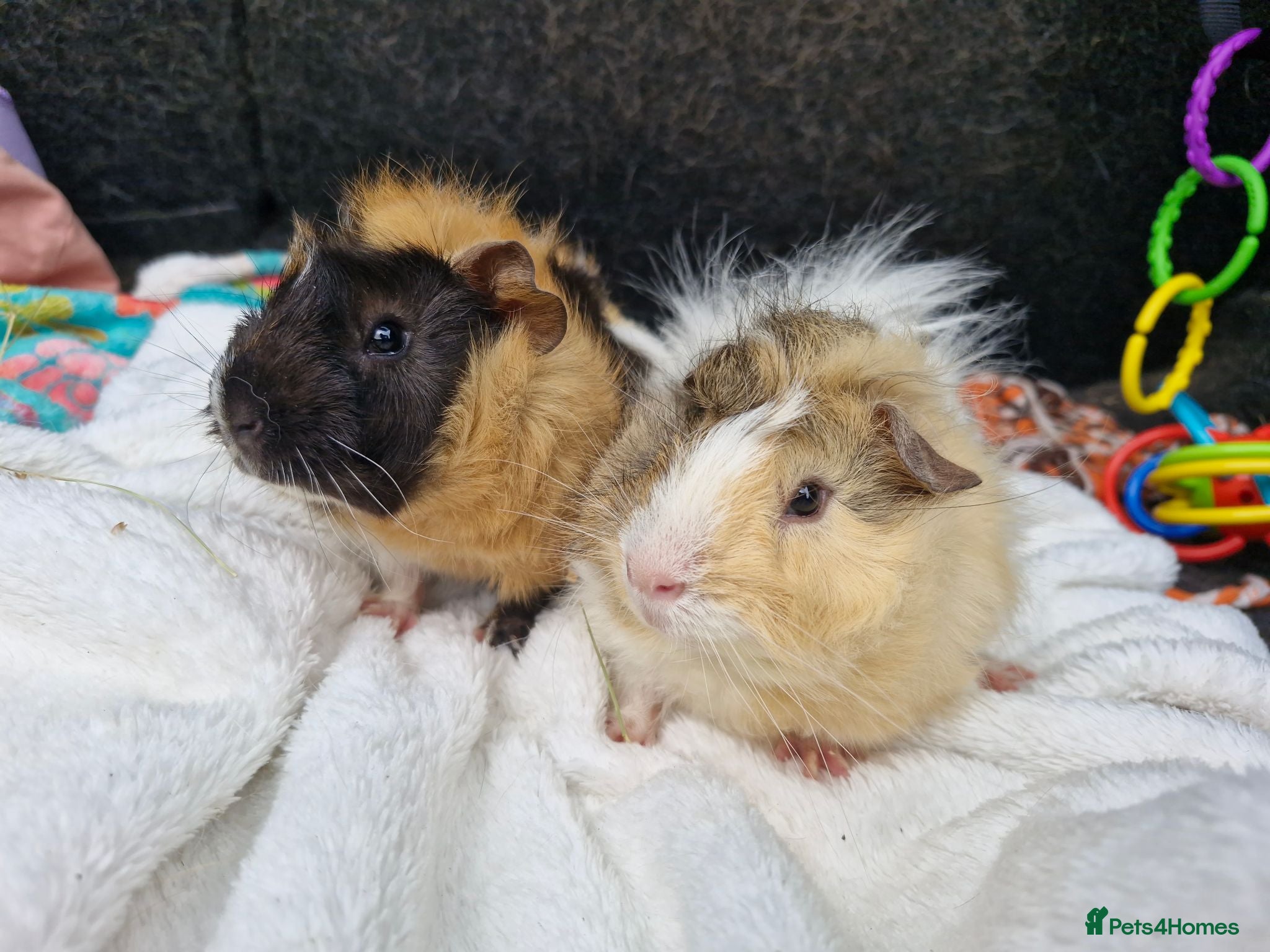 Guinea Pig rodents 2 lovely male baby guinea pigs - Born 4/6/26 - Advert 1