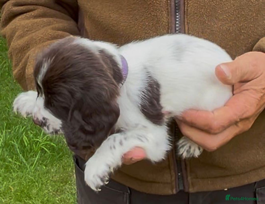 Cocker Spaniel dogs for sale: KC Reg Working Cocker spaniel puppies roan - Image 8