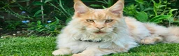 Maine Coon cats for sale: Beautiful Pedigree Maine Coon in New Milton - Advert 3
