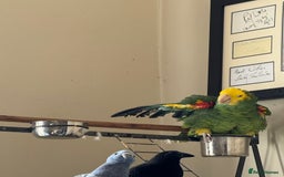 Parrots birds for sale: Yellow headed Amazon  - Image 2