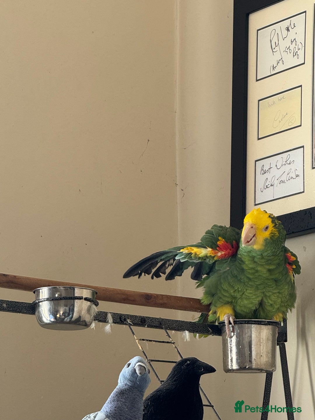 Parrots birds for sale: Yellow headed Amazon  - Image 2