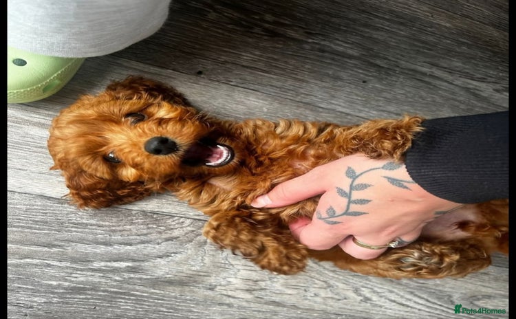 Cockapoo dogs - Advert 4
