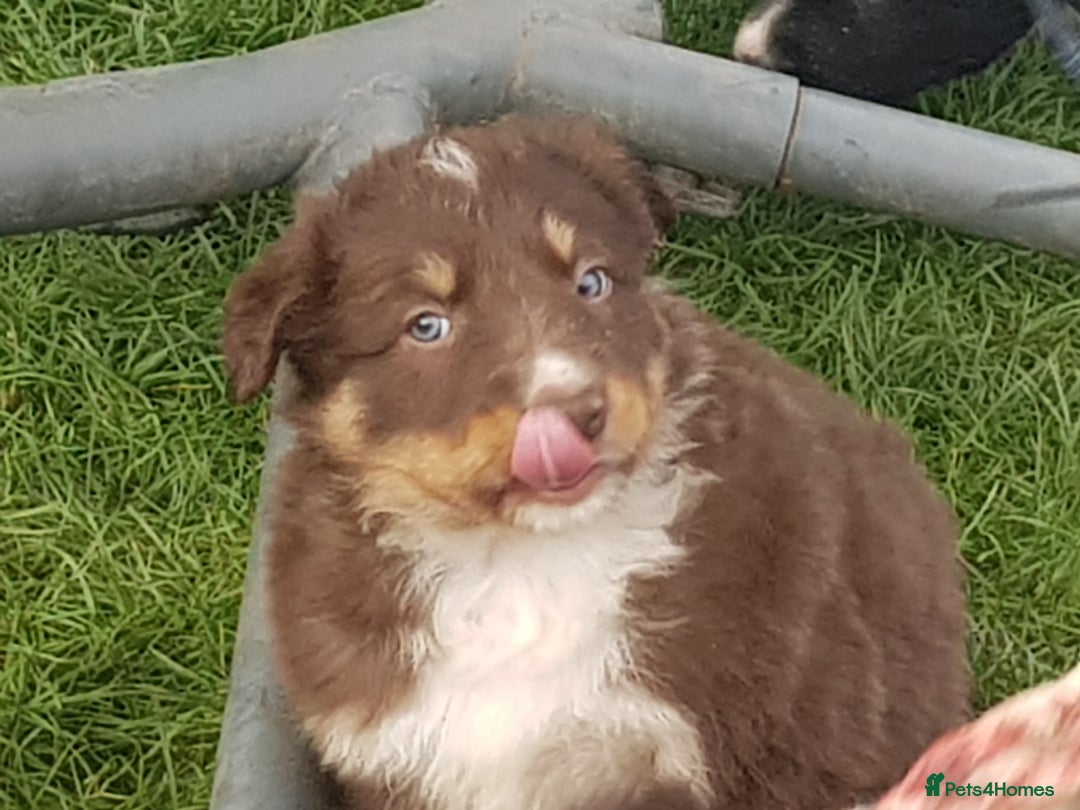 Border Collie dogs for sale: The Eagle has Landed - Advert 3