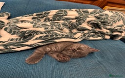 British Shorthair cats for sale: Beautiful British short hair kitten  - Image 27