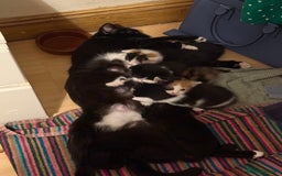 British Shorthair cats for sale: 7 kittens short hair - Image 13