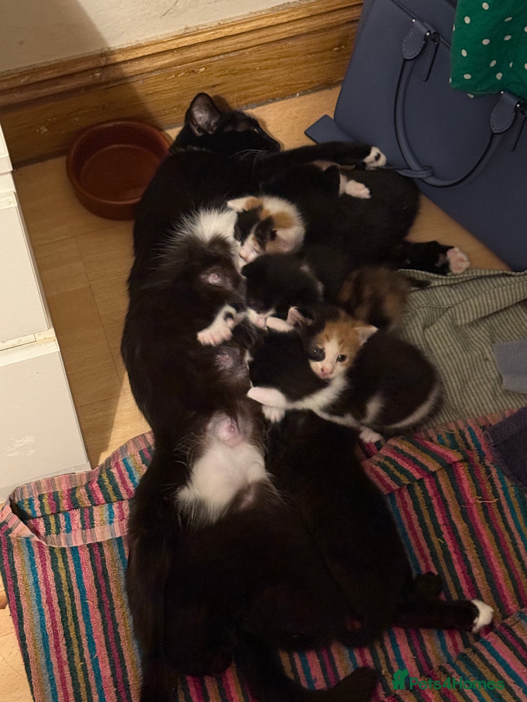 British Shorthair cats for sale: 7 kittens short hair - Image 13