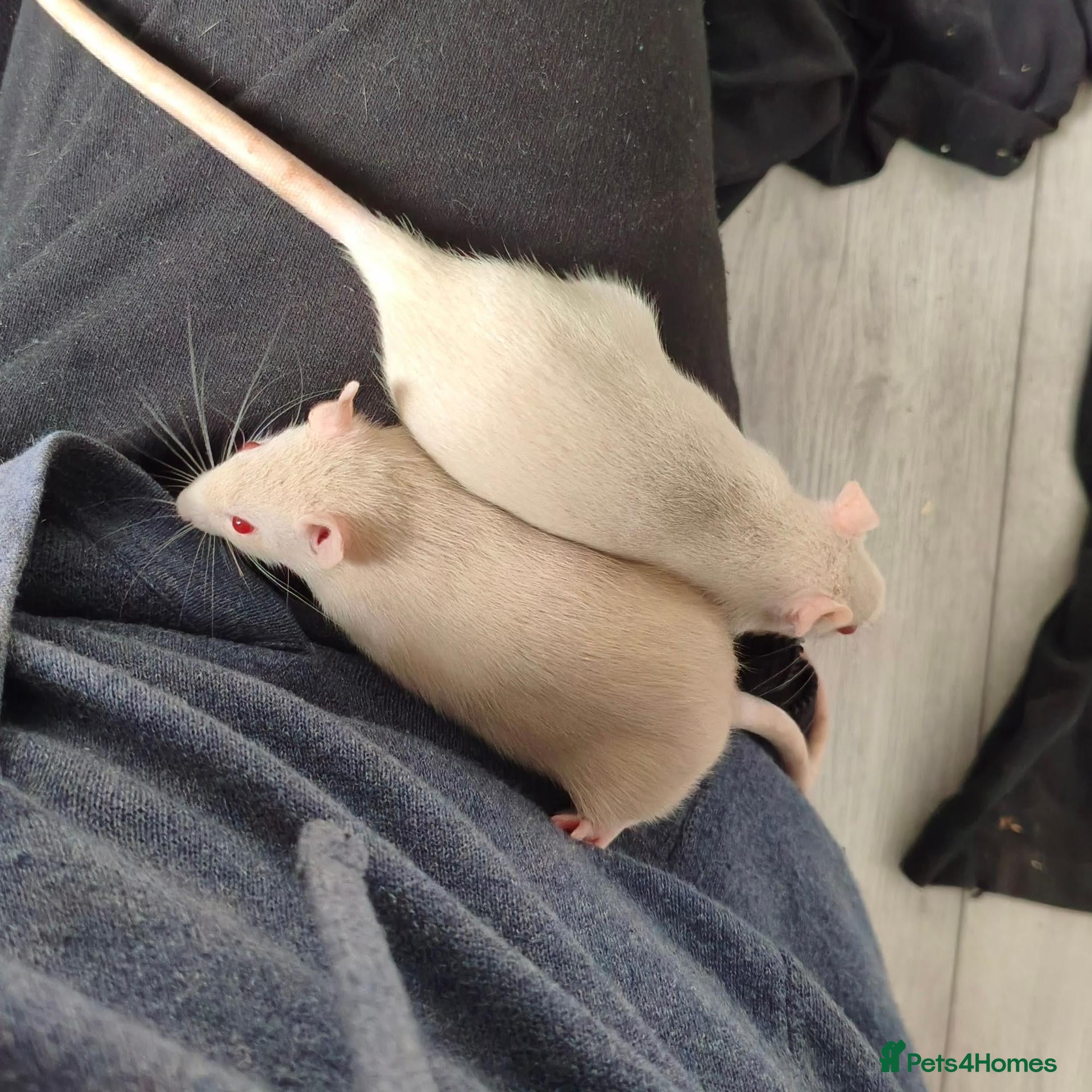 Rat rodents Young ginger rats - Advert 4