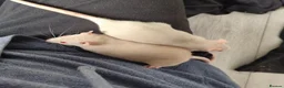 Rat rodents for sale: Young ginger rats in Croydon - Advert 1