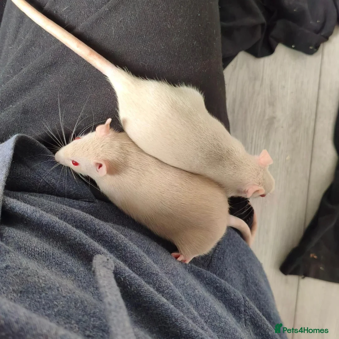 Rat rodents for sale: Young ginger rats in Croydon - Advert 1