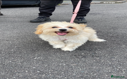 Maltipoo dogs for sale: Maltipoo - Image 1