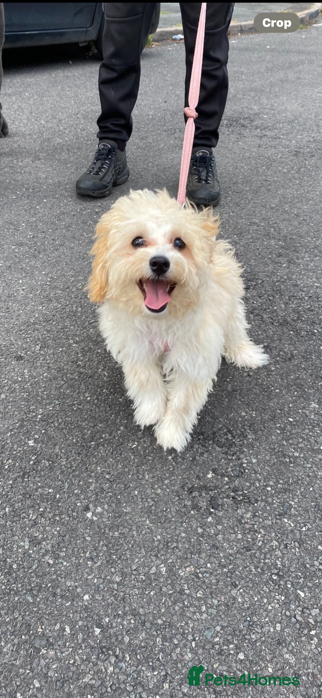 Maltipoo dogs for sale: Maltipoo - Image 1