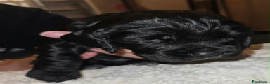 Cocker Spaniel 8