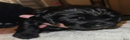 Cocker Spaniel dogs for sale: BEAUTIFUL COCKER SPANIEL PUPS - Advert 32