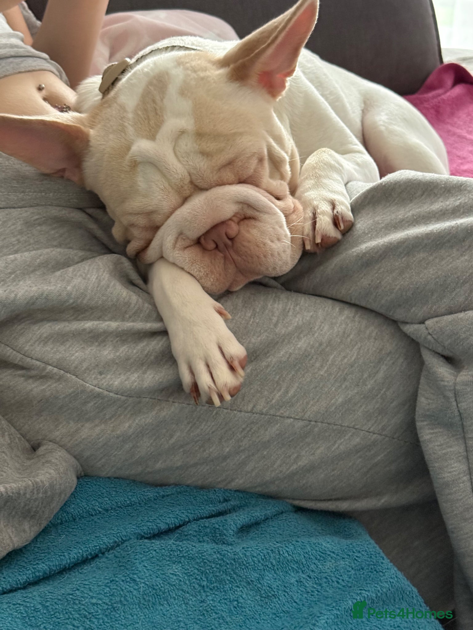 French Bulldog dogs Stanley  - Advert 1