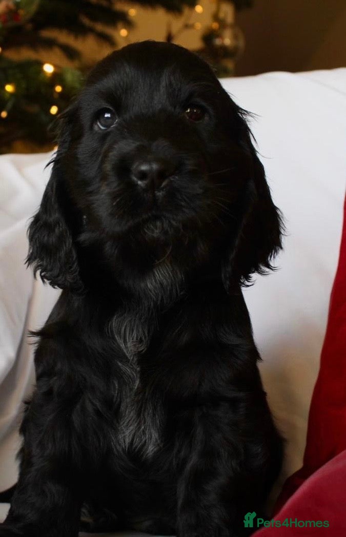 Cocker Spaniel dogs KC Registered Show Cocker Spaniel Puppies - Advert 1