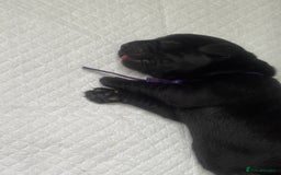 Labrador Retriever dogs for sale: Stunning litter of chunky black Labradors - Advert 4