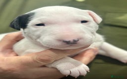 English Bull Terrier dogs for sale: Puppies Available  - Image 4