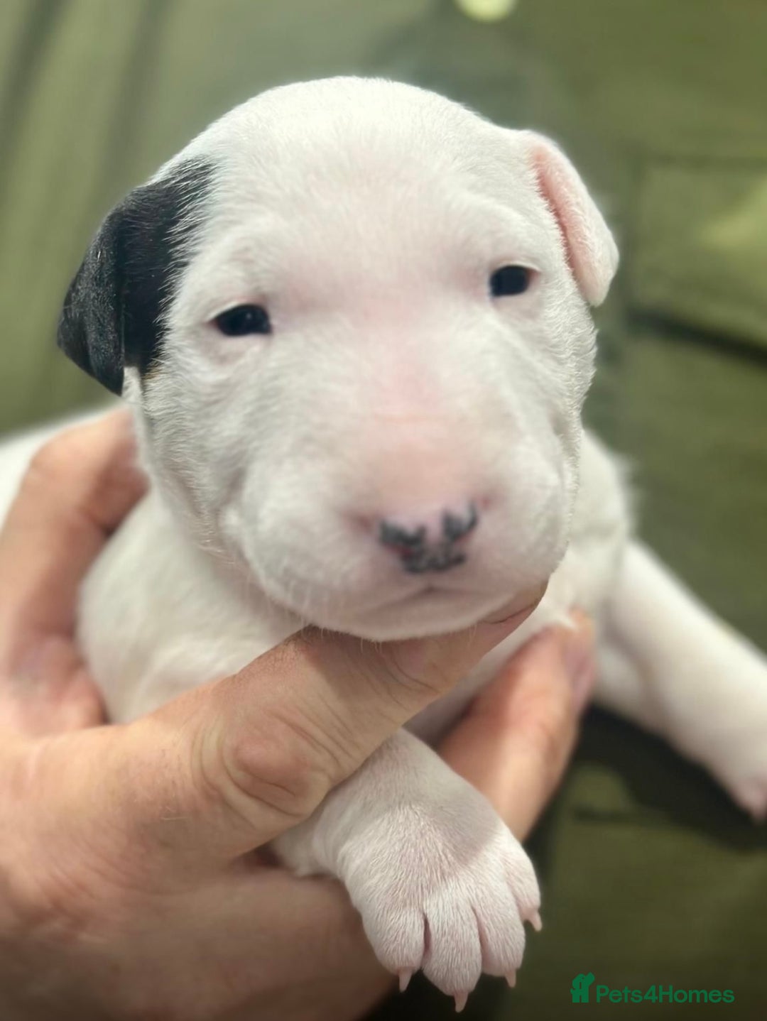 English Bull Terrier dogs for sale: Puppies Available  - Image 4