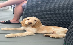Cocker Spaniel dogs for sale: Murphy- Show Cocker Spaniel - Image 3