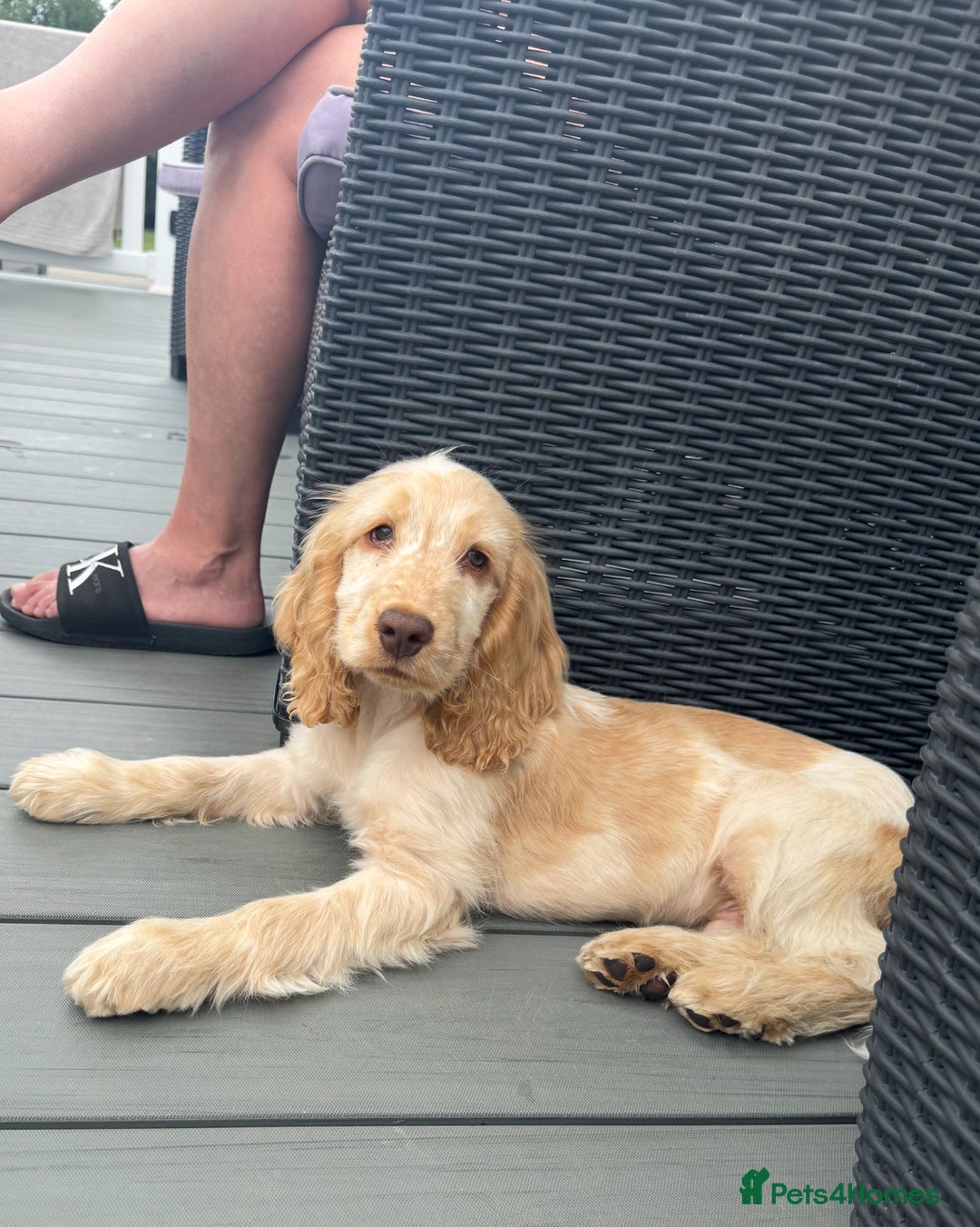 Cocker Spaniel dogs for sale: Murphy- Show Cocker Spaniel - Image 3