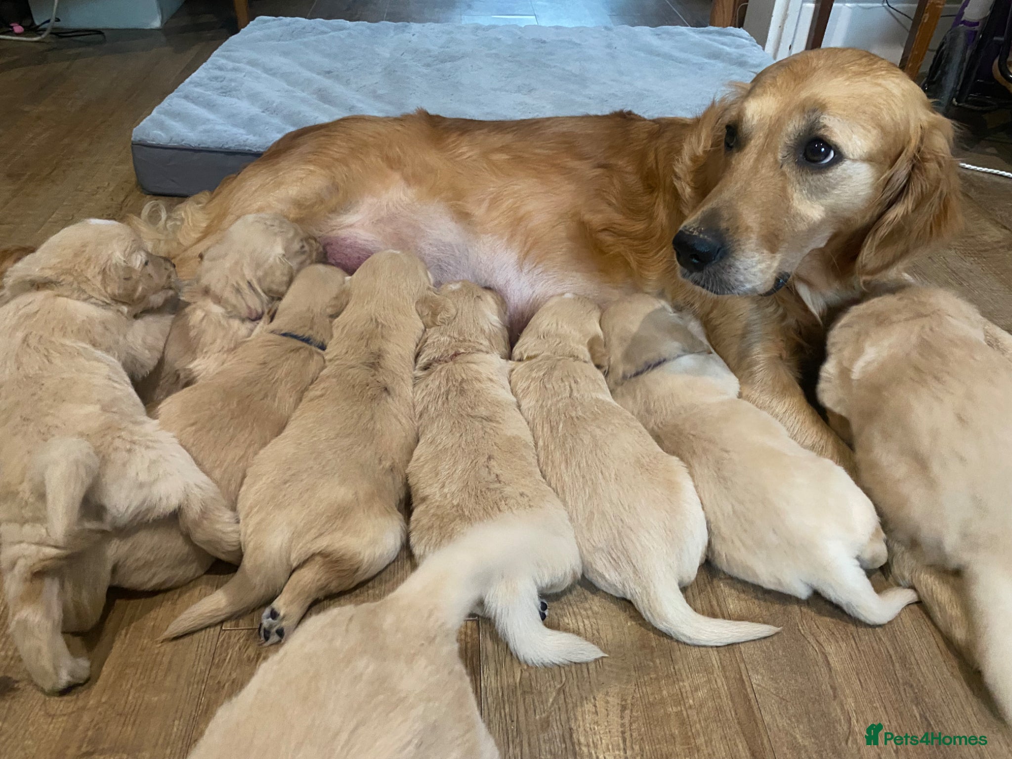 Golden Retriever dogs Kc registered beautiful Golden Retrievers puppies  - Advert 2