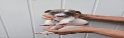Whippet dogs for sale: Whippet Puppies - Advert 10