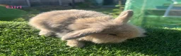 Mini Lion Lop rabbits for sale: Mini Lion Lop Rabbits – Ready This Weekend 🐰 - Advert 5