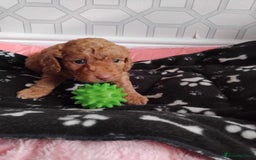 Cavachon dogs for sale: Beautiful golden cavapoochons puppies  - Image 2