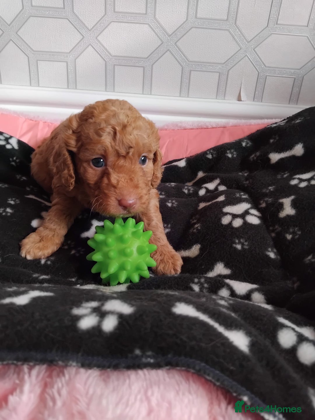 Cavachon dogs for sale: Beautiful golden cavapoochons puppies  - Image 2