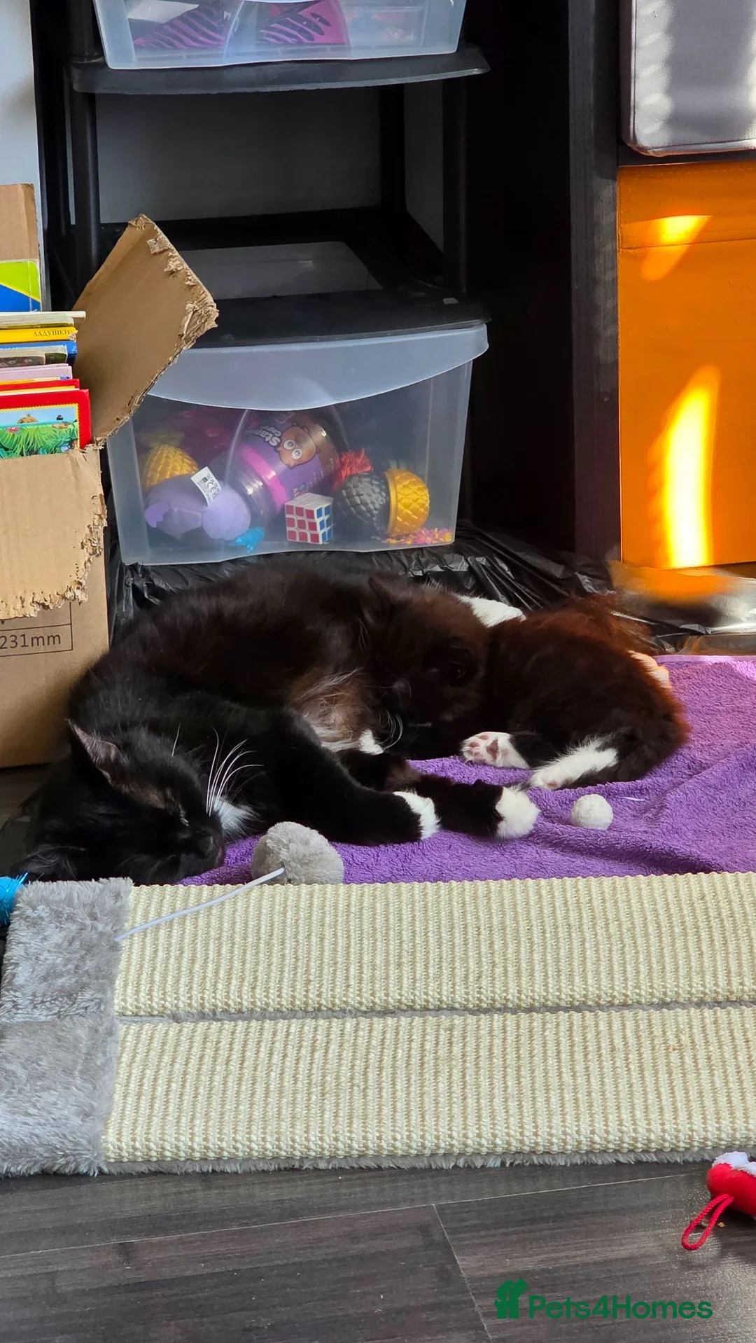 Mixed Breed cats for sale: Lovely kittens  - Advert 6