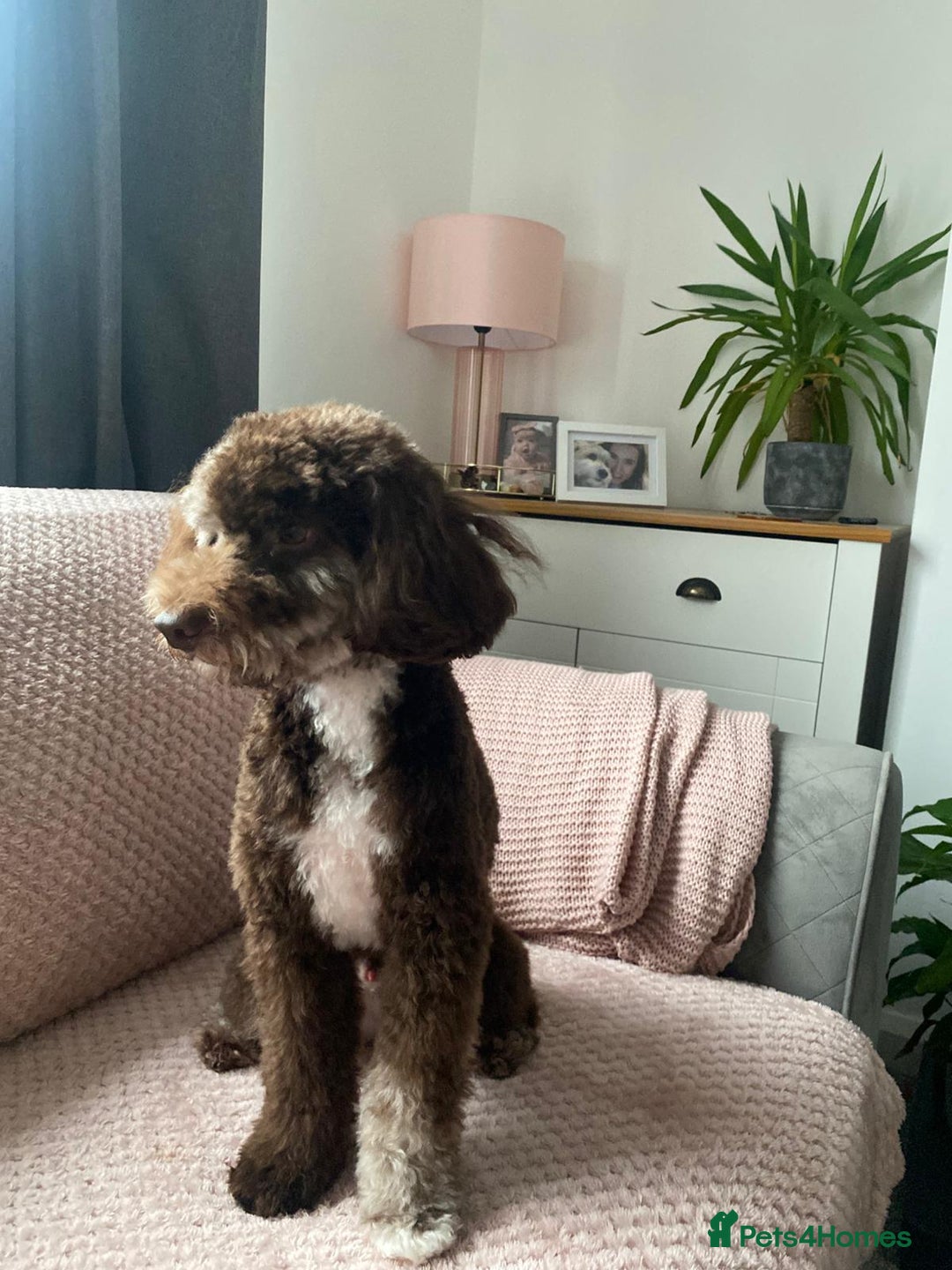 Miniature Poodle dogs for stud: Choc Merle Health Tested Mini Poodle Stud - Advert 5