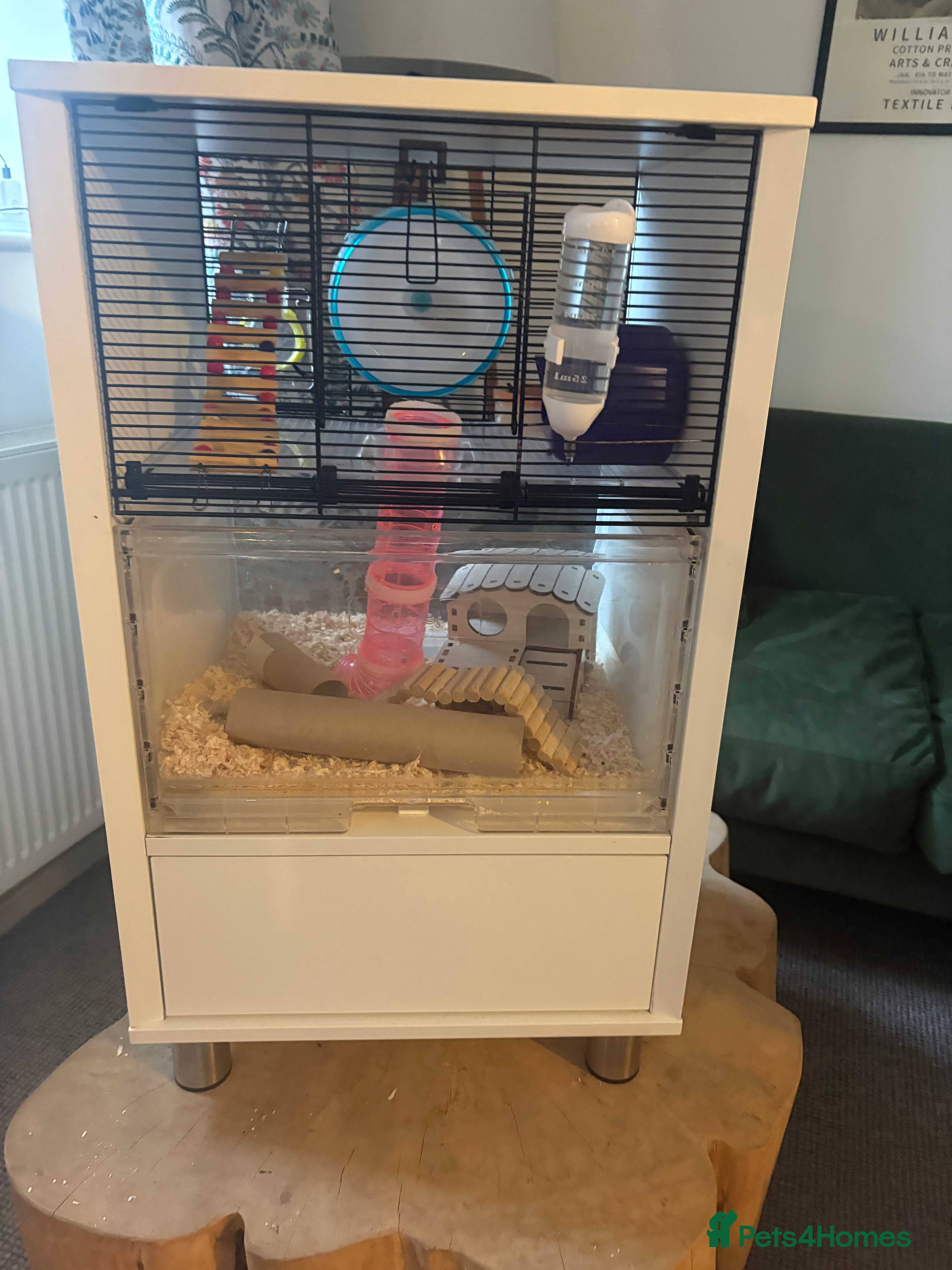 Mouse rodents 4 x Female Mice with Omlet cage and full set up  - Advert 10