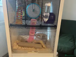 Mouse rodents 4 x Female Mice with Omlet cage and full set up - Advert 5