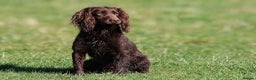 Cocker Spaniel dogs for sale: Working Cocker Spaniel Puppies  - Advert 11