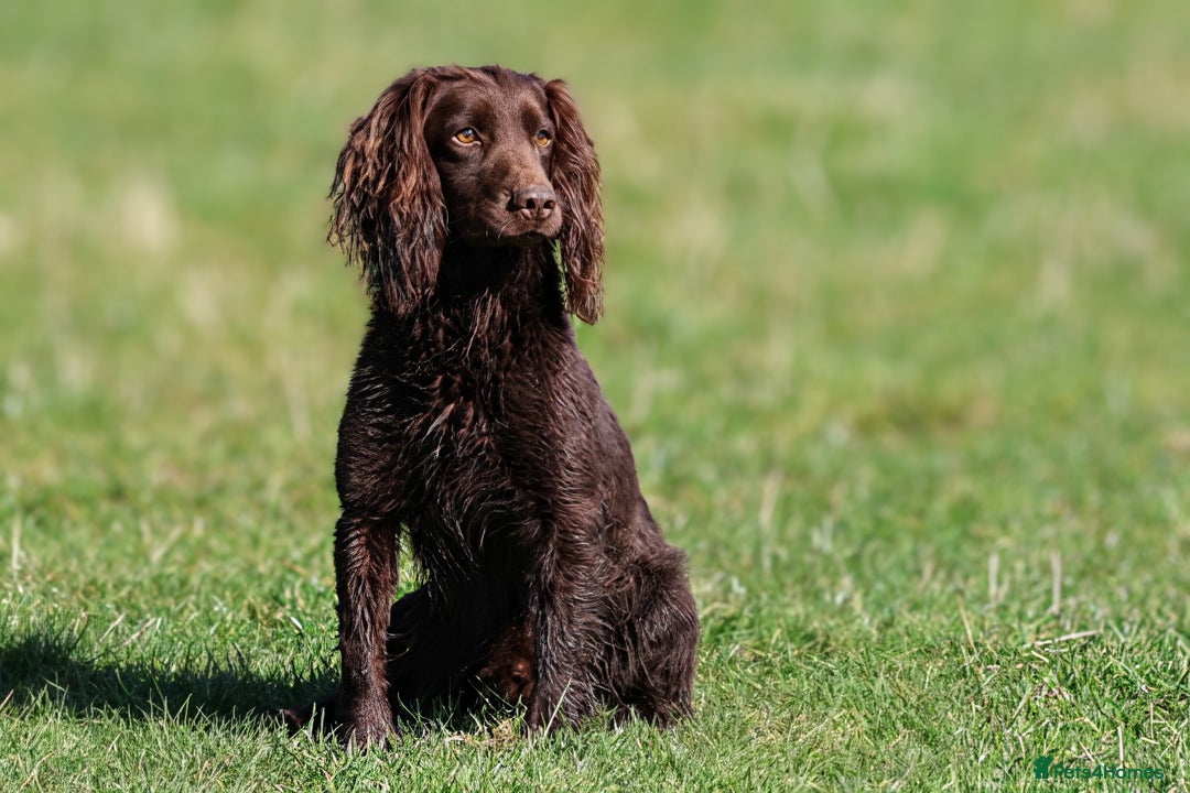 Cocker Spaniel dogs for sale: Working Cocker Spaniel Puppies  - Advert 11