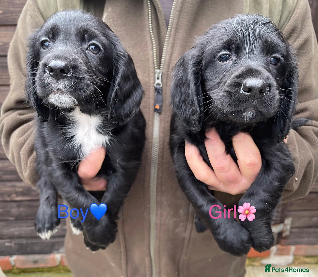 Cocker Spaniel dogs for sale: Cocker spaniel puppies - Image 3