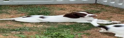 English Springer Spaniel dogs for sale: HEALTH TESTED QUALITY ENGLISH SPRINGER SPANIELS  - Advert 35