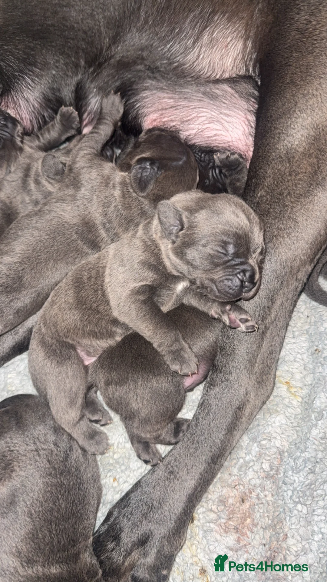 Cane Corso dogs for sale: Beautiful blue cane corsos - Advert 21