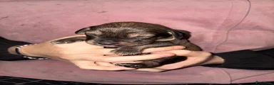 Male 2