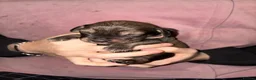 Mixed Breed dogs for sale: Catahoula x  - Advert 16